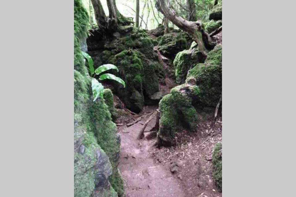 Forest Of Dean Country *