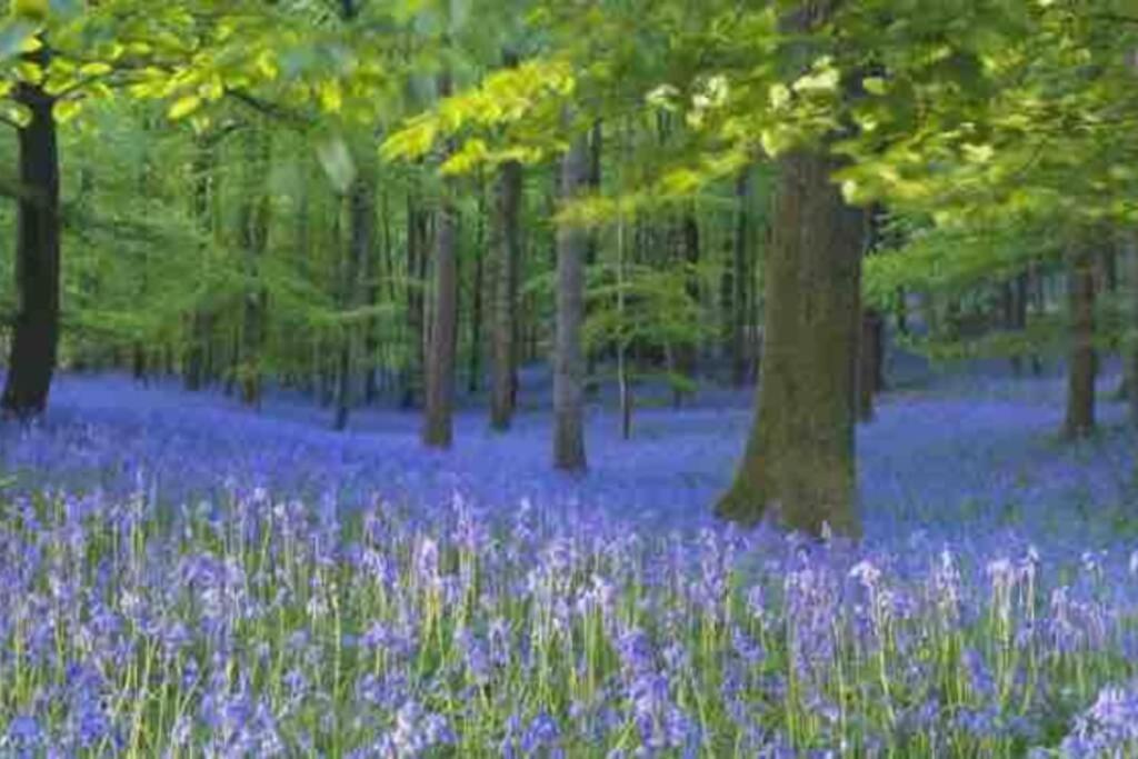 Forest Of Dean Country Holiday home
